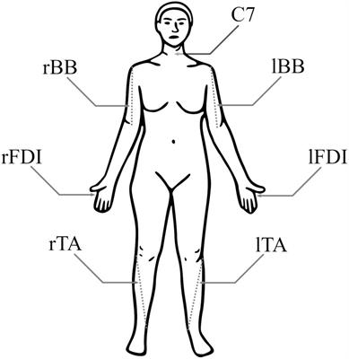 Transcranial magnetic stimulation input–output curve slope differences suggest variation in recruitment across muscle representations in primary motor cortex